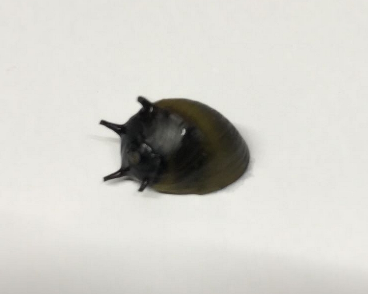 Horned Nerite Snail ~ 1cm